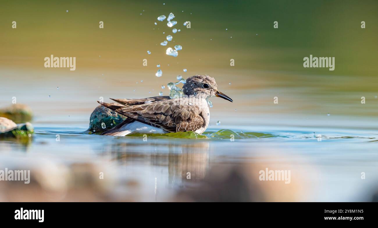 Temminck`s Stint (Calidris temminckii), Avrupa ve Asya kıtalarının kuzey kesimlerinde yaşayan bir sulak alan kuşudur. Bataklık alanlarda beslenir. Stock Photo